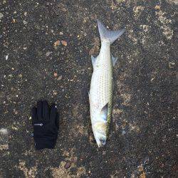 メタルバイブにキビレ