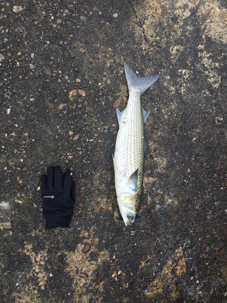 メタルバイブにキビレ