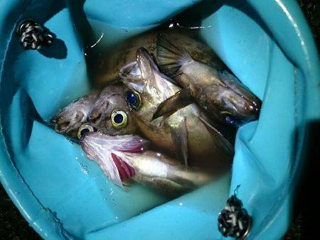 プラッキング メバル