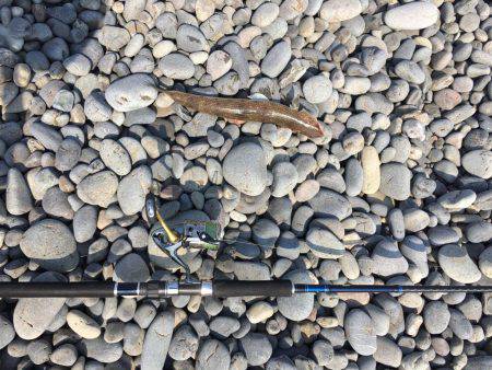 煙樹ヶ浜 エソ2匹とダツ1匹