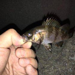 久々メバリング