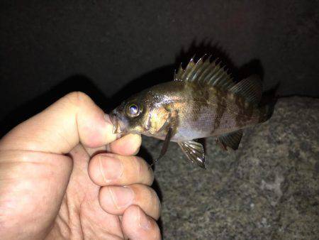 久々メバリング