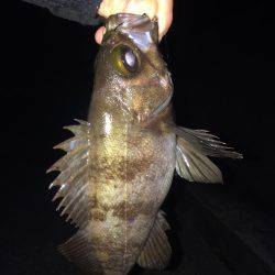 メバリング楽しいー!