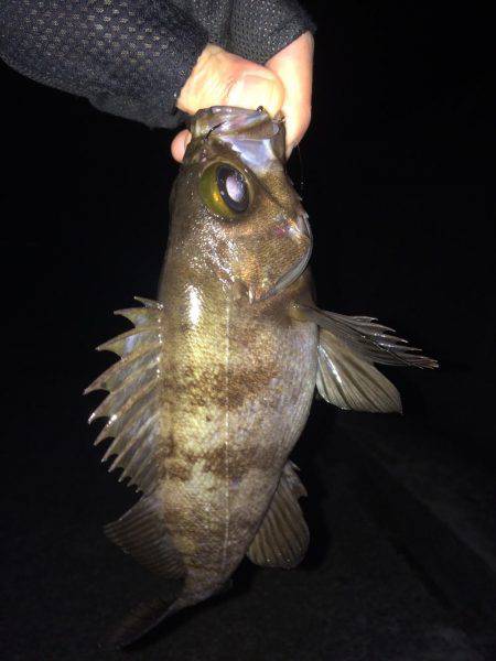 メバリング楽しいー!