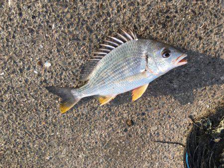 紀ノ川チヌ終了？