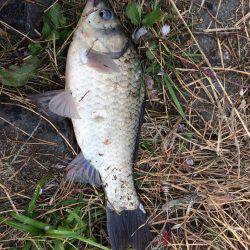 尺上でしたが…