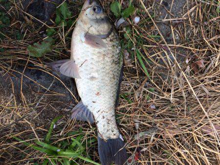 尺上でしたが…