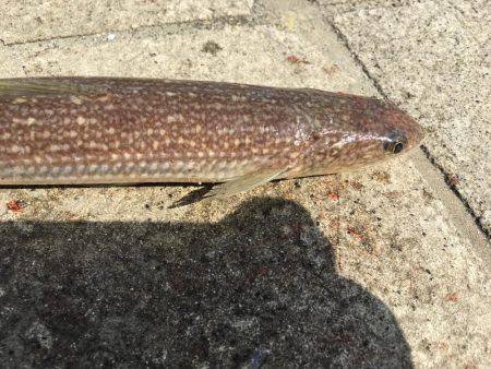 サゴシねらいからの〜