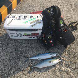 ハマチ&サゴシボイル