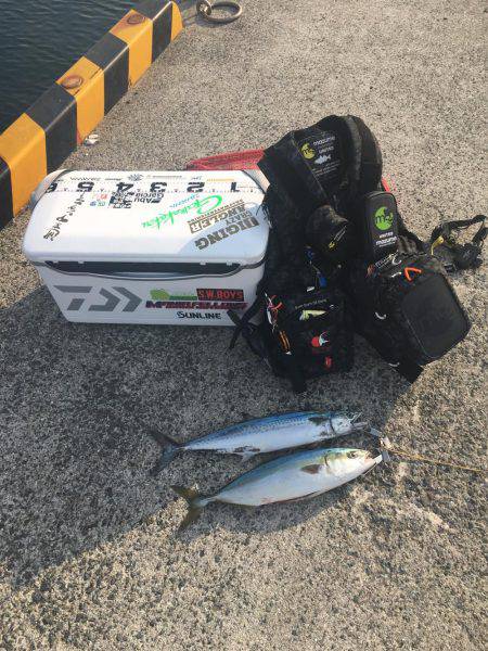 ハマチ&サゴシボイル