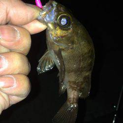 結構釣れました