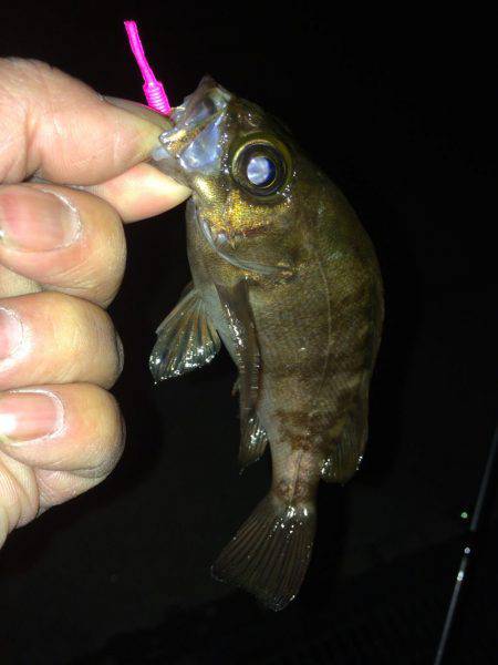 結構釣れました