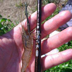 テナガエビ調査釣行in多摩川2