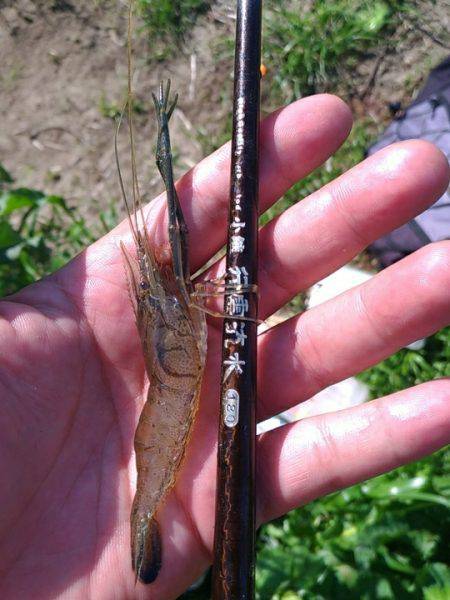 テナガエビ調査釣行in多摩川2