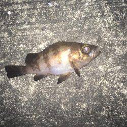 メバリング&ガシリング