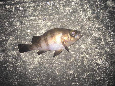 メバリング&ガシリング