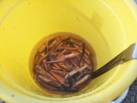 ファミリーフィッシング