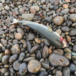 和歌山遠征ライトショアジギング！