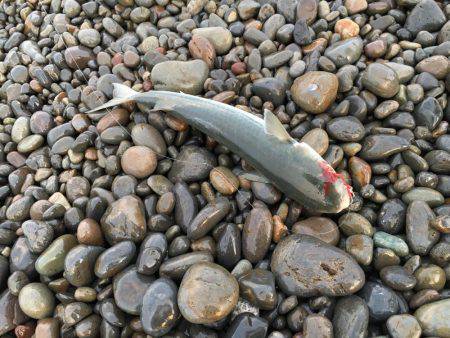 和歌山遠征ライトショアジギング！