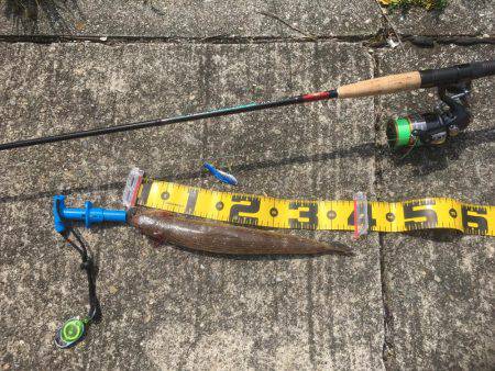 夜釣りに来たんだけど