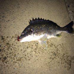 チニング短時間釣行！！