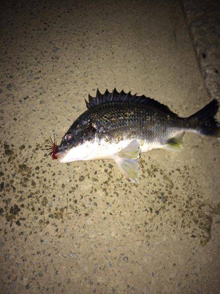 チニング短時間釣行！！