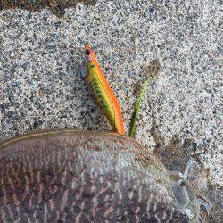 丹後コウイカランガンエギング