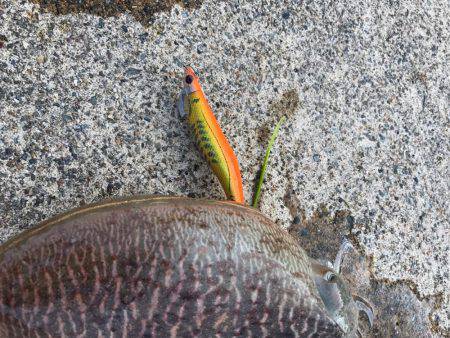 丹後コウイカランガンエギング