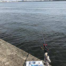 エビ撒きのハネ好調!