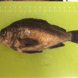 メバリング紀行