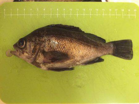 メバリング紀行