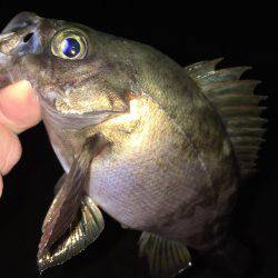 明石周辺メバリング