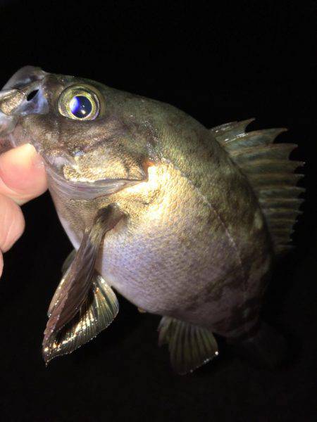 明石周辺メバリング