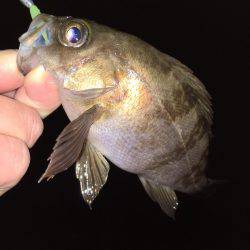 漁港にてメバリング