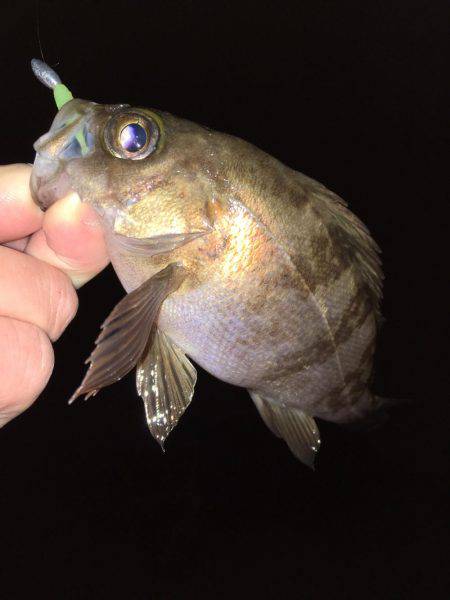 漁港にてメバリング