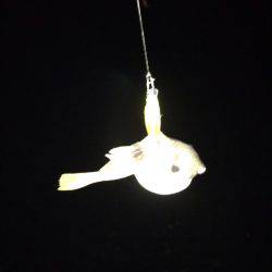 雨の次の日！！メバリング