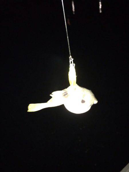 雨の次の日！！メバリング