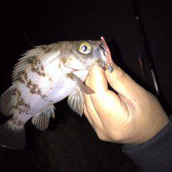 ナイトフィッシング(メバリング)