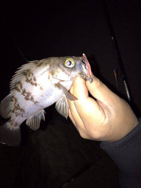 ナイトフィッシング(メバリング)