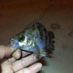 ミニミニガシラとメバル！