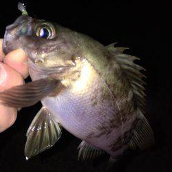 メバリング好調です