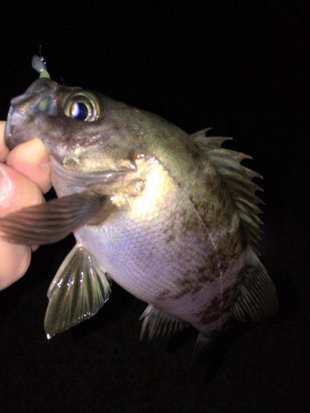 メバリング好調です