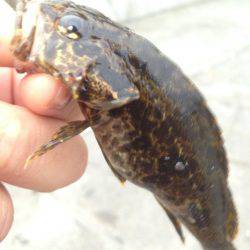 またまた‥メバリング行って来ました！