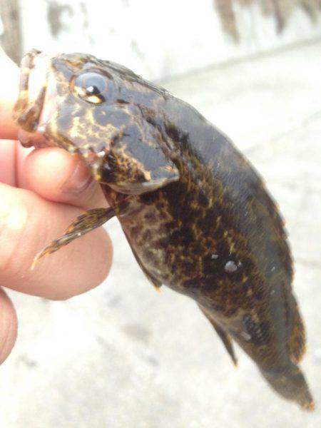 またまた‥メバリング行って来ました！