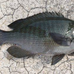 初チヌーーーーーー