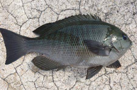 初チヌーーーーーー