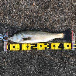 南港でエビ撒き！良型チヌも‼︎