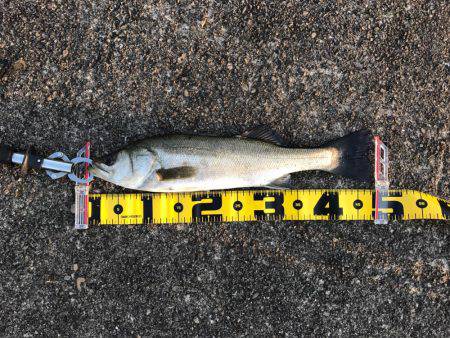 南港でエビ撒き！良型チヌも‼︎