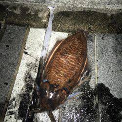 コウイカとエソ