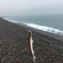 エソ3匹 煙樹ヶ浜